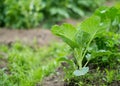 ÃÂ¡abbage leaves growing. Harvest, farm. Outdoor